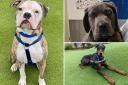 See the dogs looking for a home.  (Battersea)