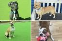 See the dogs looking to be rehomed. (Battersea)