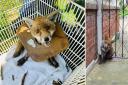 All foxes were safely recused by the RSPCA.