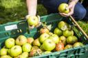 Cider and apple juice are being made from apples grown at the Bethlem Royal Hospital in Beckenham. Photo: SWNS