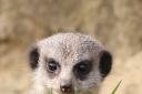 One of the new baby meerkat hides out in the grass