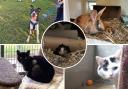 Can you offer any of these animals a forever home?