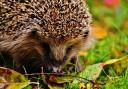 Hedgehogs are endangered in the UK at present but still feature in some of our gardens from time to time. Image via Pixabay