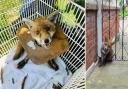 All foxes were safely recused by the RSPCA.