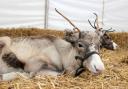 Cool: Reindeer can make any a Christmas merry