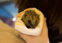 A cute baby hedgehog being cared for by staff. Photo: Wildlife Aid