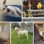 Can you provide any of these animals with a home?