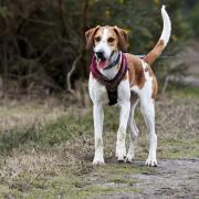 The RSPCA is still looking to find a home for Bella the beagle and lurcher cross