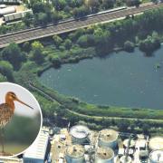 The black-tailed godwit was spotted at Hogsmill Nature Reserve in Kingston