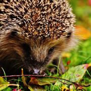 Hedgehogs are endangered in the UK at present but still feature in some of our gardens from time to time. Image via Pixabay