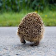 Hedgehog populations have declined drastically in recent years. Image: Denis Defreyne via Flickr
