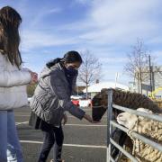 Veronika Brosnan, 12, (left) and Sama Ali, 14, stroke a sheep after being given a Covid vaccination at North East Surrey College of Technology (Nescot) in Epsom