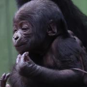 A second critically endangered western lowland gorilla baby has been born at London Zoo - less than a month after the arrival of another