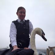 Injured: the swan was tended to by Sgt Tyler from Richmond Safer Transport team member Sgt Tyler