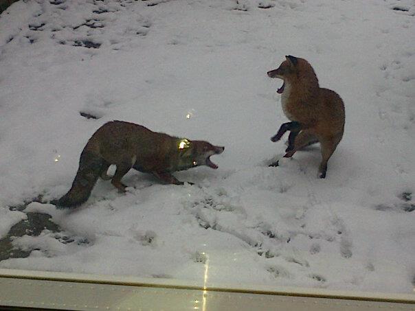 Foxes in Worcester Park. Submitted by Samantha Martin
