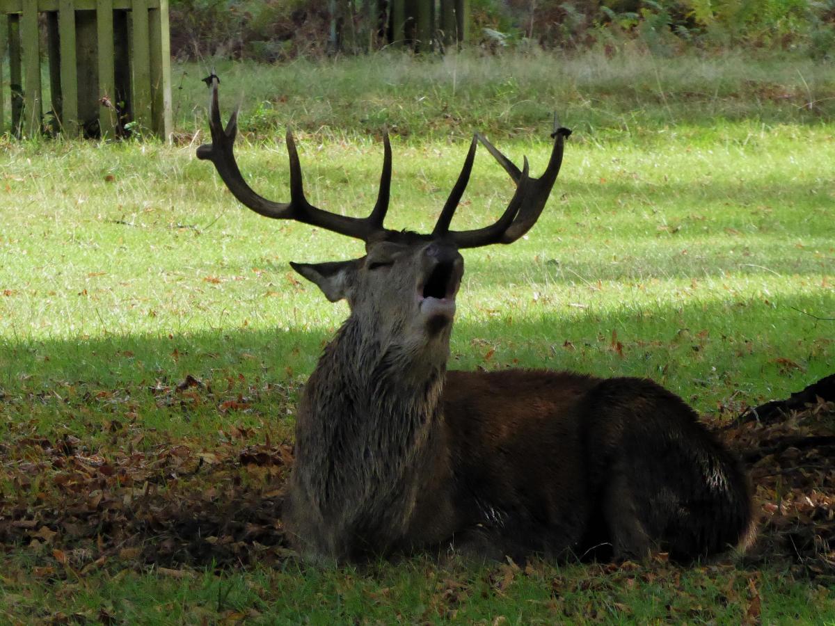 Verna Evans sent in this stunning photo of a stag in Bushy Park. She said she could hear him "bellowing long before" she saw him.