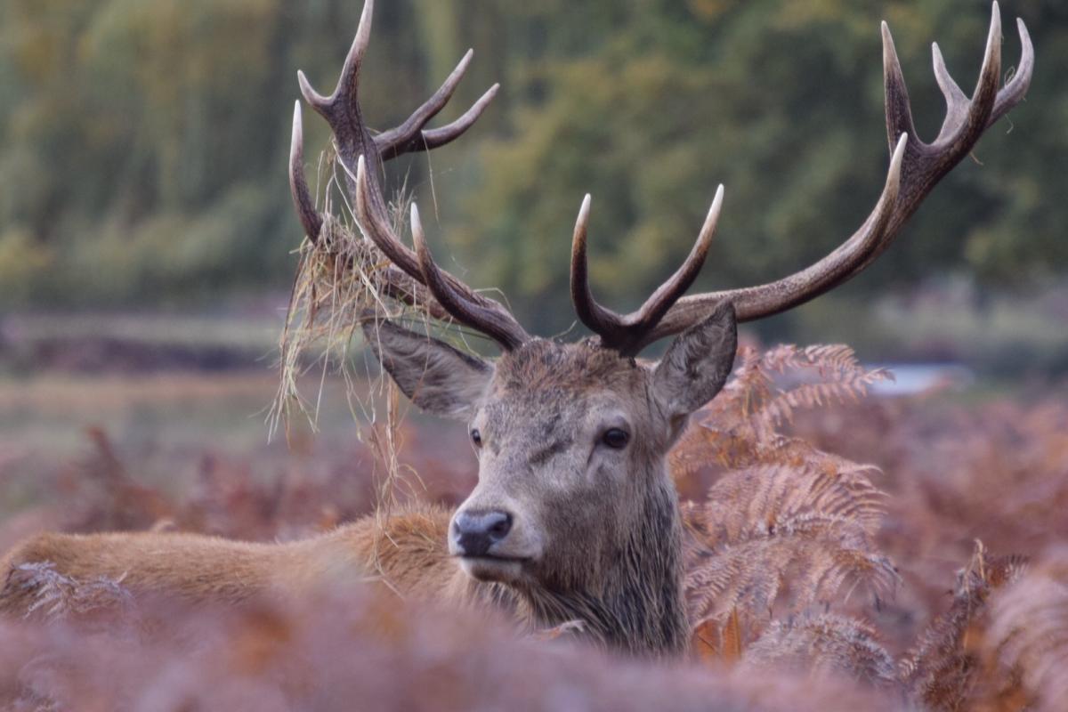 George Foster sent in this photo of a magnificent stag grazing in Bushy Park on November 5.