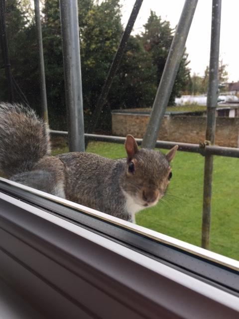 This cheeky fellow popped up at Penelope Davidson's window this week in East Twickenham