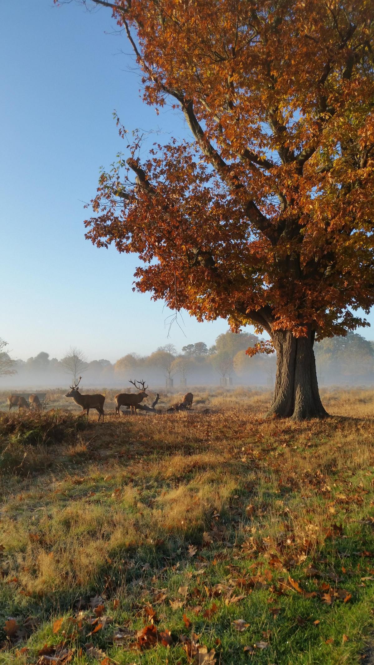 Ann Condron sent in this mystical photo deer of deer in Bush Park earlier this month.