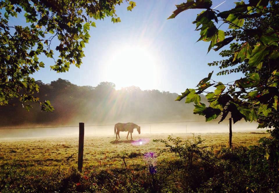 Iris Yau took this ethereal photo of a white horse in Petersham Meadow