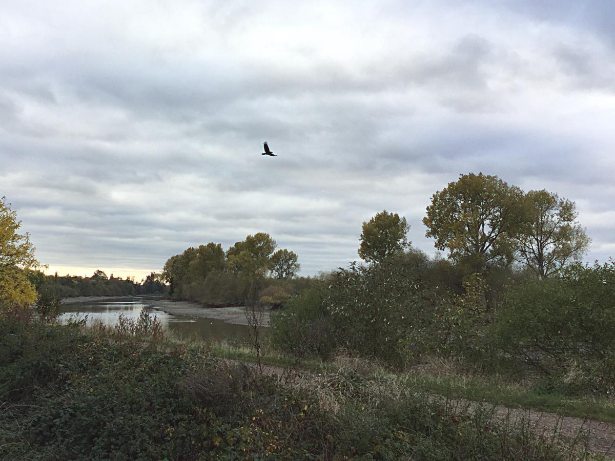 Brian Stratton snapped this photo of a goshawk flying over the Thames at low tide in Kew.