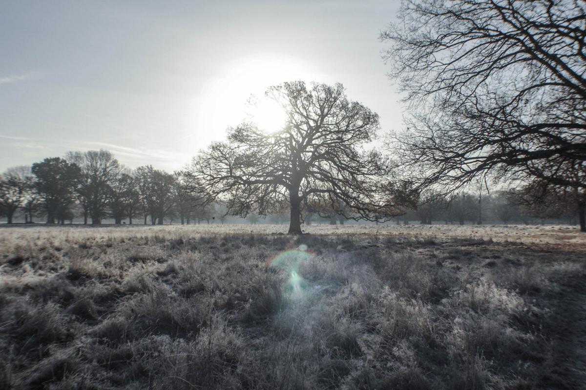 Iona Skinner sent in this frosty photo of Bushy Park