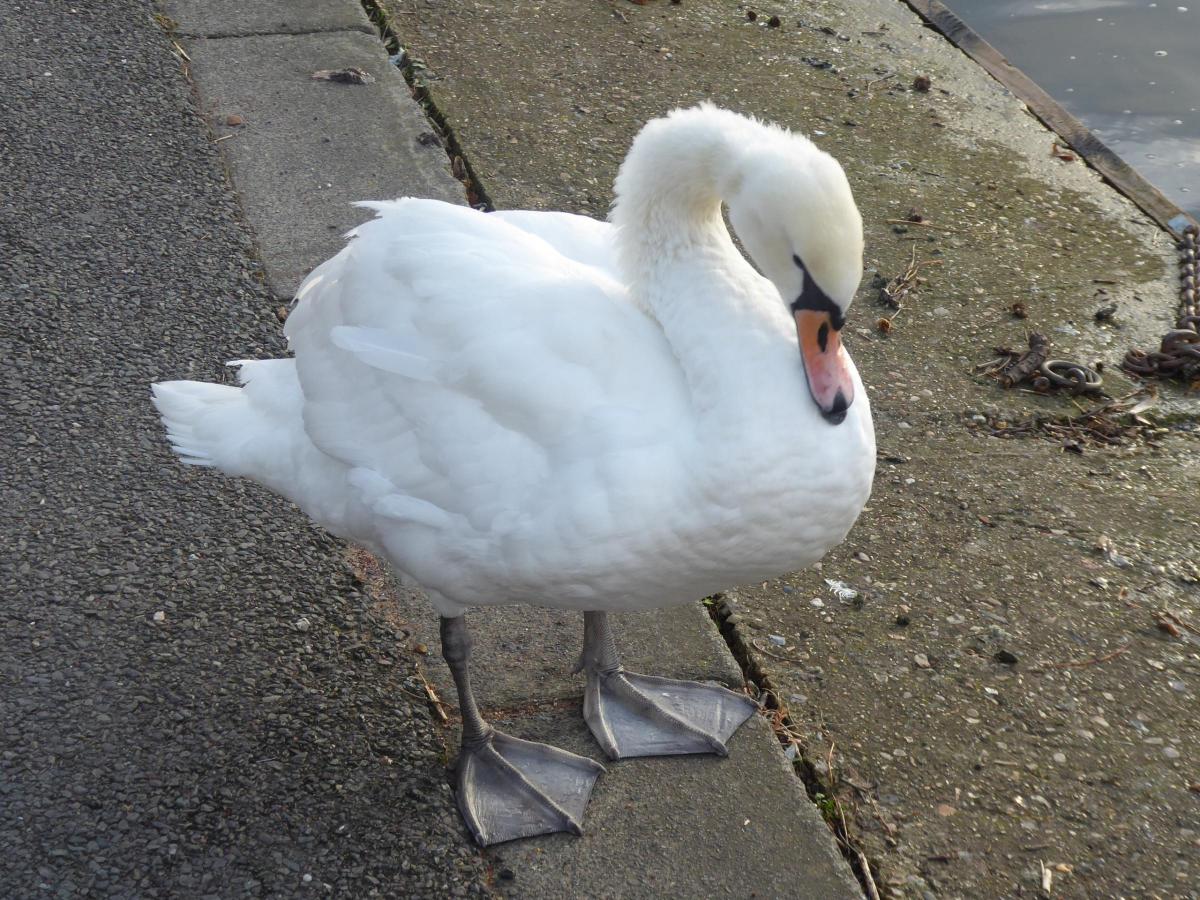 Verna Evans sent in this picture of a stubborn swan in Kingston. Verna said: "This swan refused to move as I passed by him on Kingston riverside, but he seemed to enjoy posing for a photo."