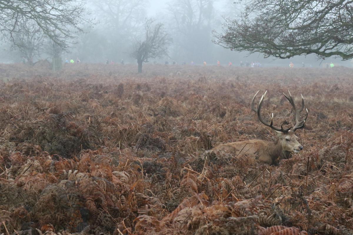 Chris Harrington sent in this photo of a deer not phased in the slightest by dozens of runners in Bushy Park.