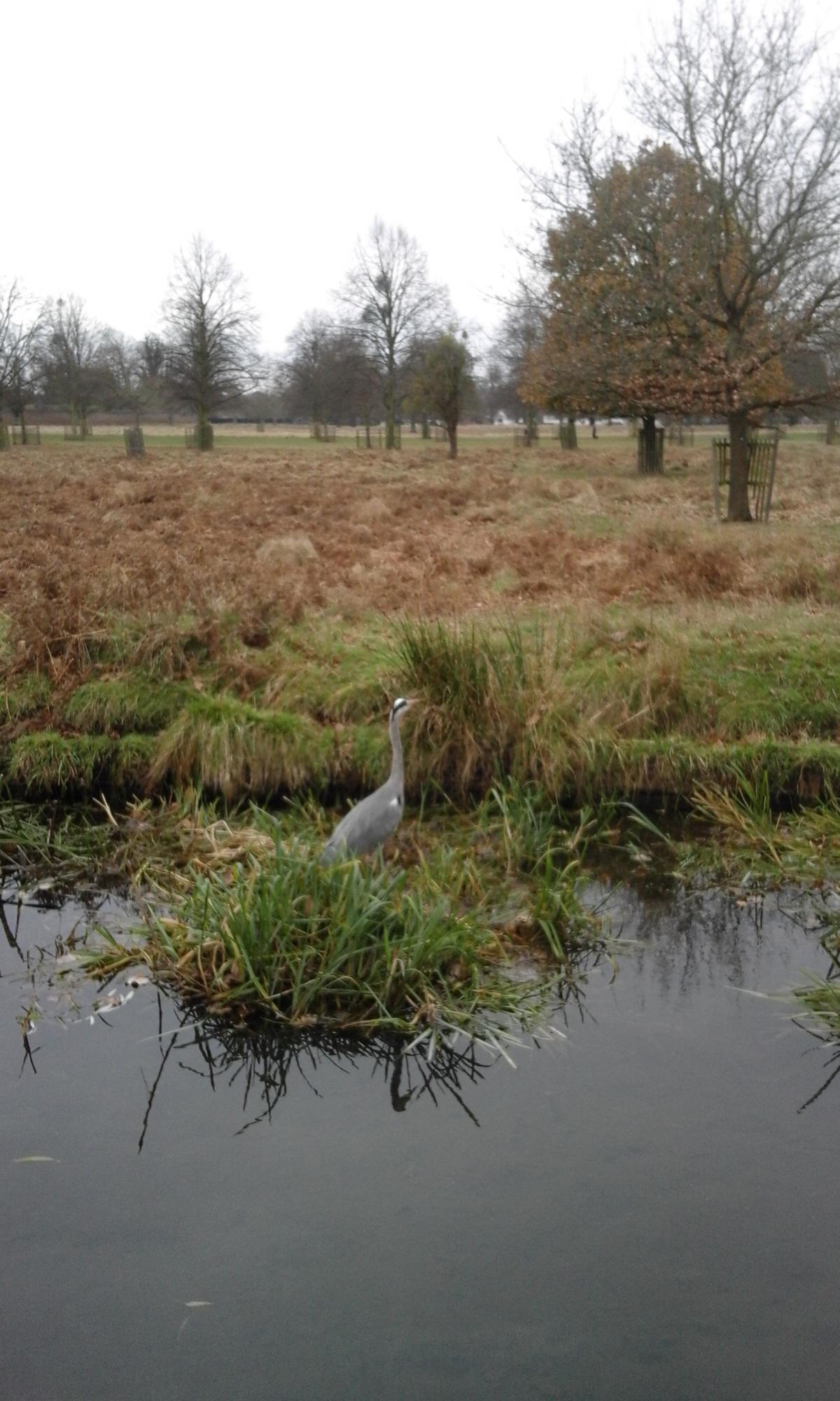 Katie Morton managed to snap a photo of this heron in Bushy Park last month.