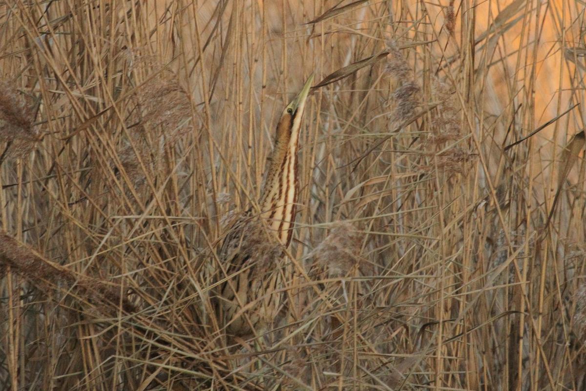 Richard Harris spotted this Bittern, a type of heron, after spending four hours in a hide at the London Wetland Centre in Barnes. He said: "They are extremely rare, secretive and incredibly well camouflaged so I was very pleased to see it!"