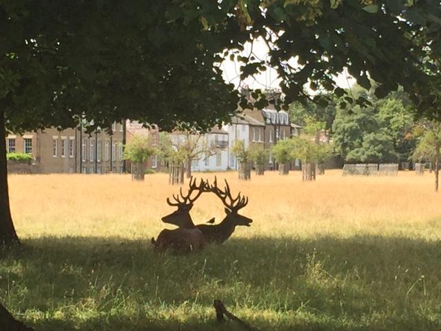 Oliver Wharmby took this photo of two stags sat in the shade of a tree in Bushy Park.