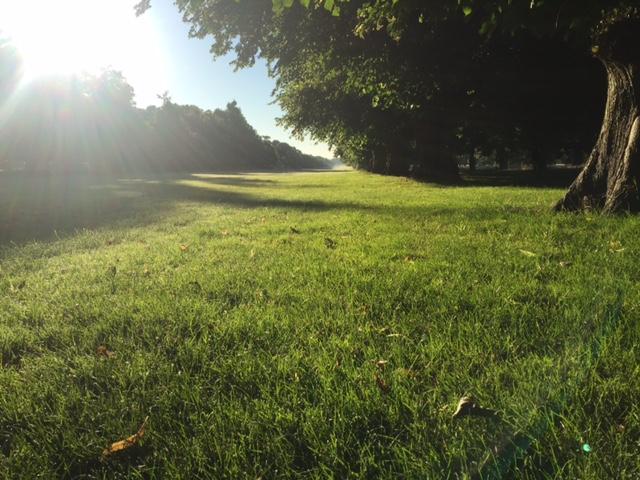 Oliver Wharmby took this sunny photo of Bushy Park.