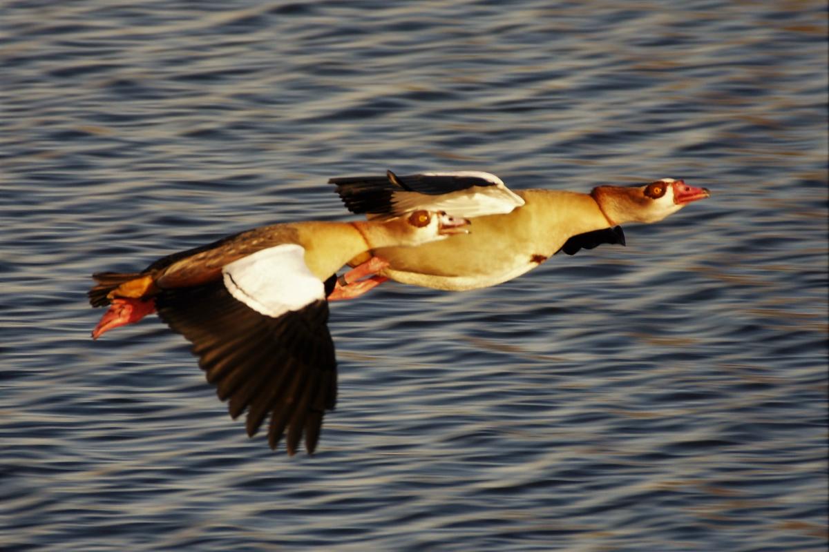 David Chare sent in this photo of a pair of majestic Egypian geese flying through Richmond Park.