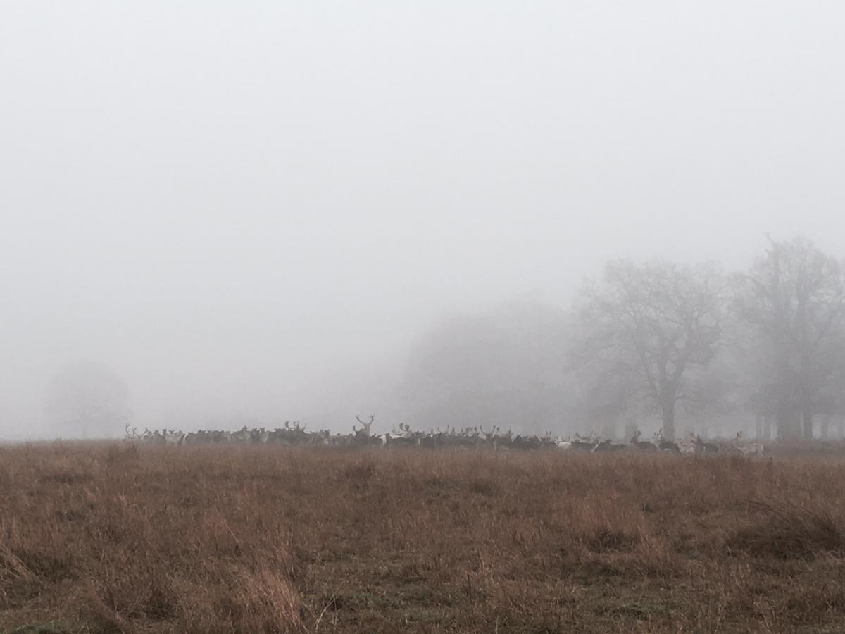 Mark O'Donnell took this on a misty day in Bushy Park.
