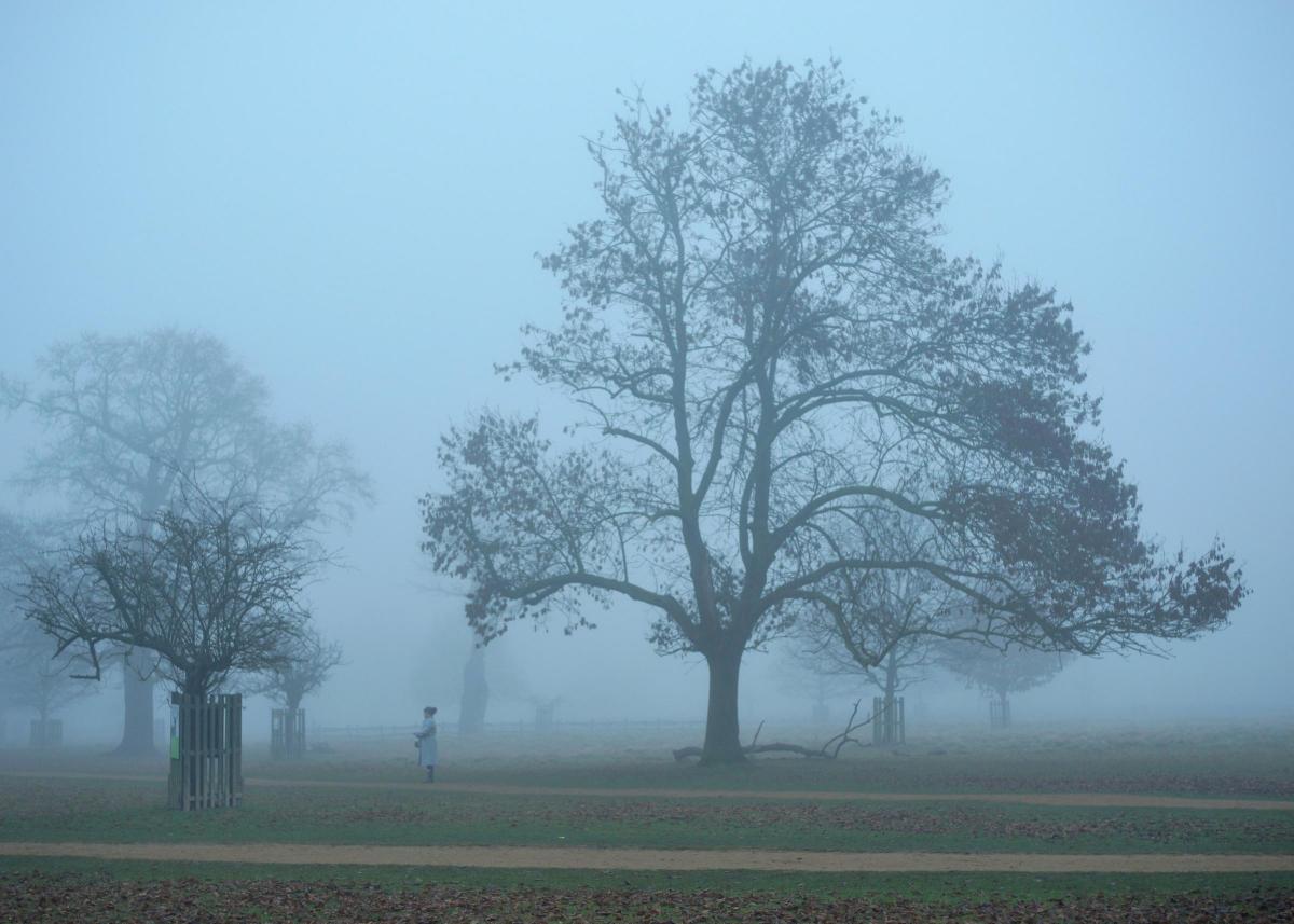 Steve Cargill sent in this misty photo of Bushy Park - aptly titled 'Lost in the Fog".