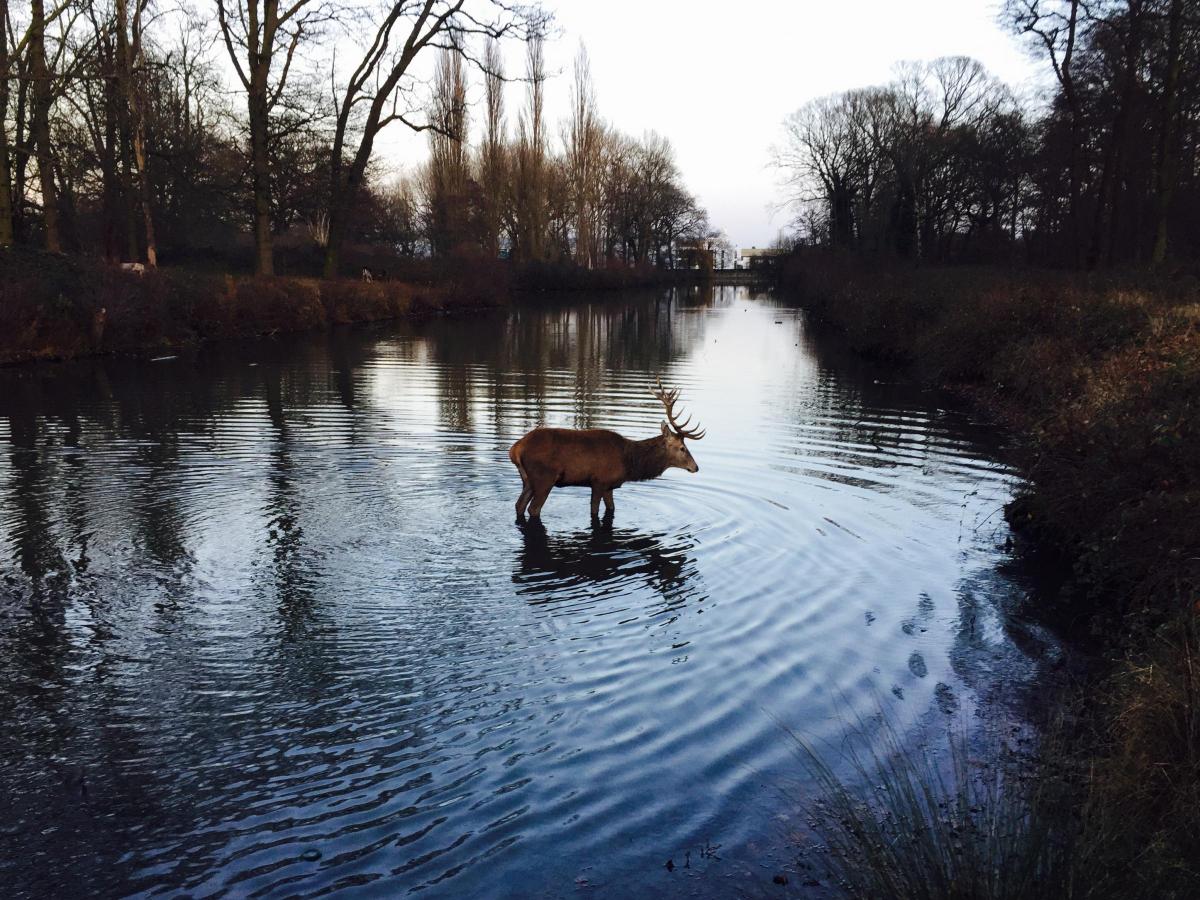 Richard Wilson managed to capture this lovely moment a deer basked in one of the ponds in Bushy Park.
