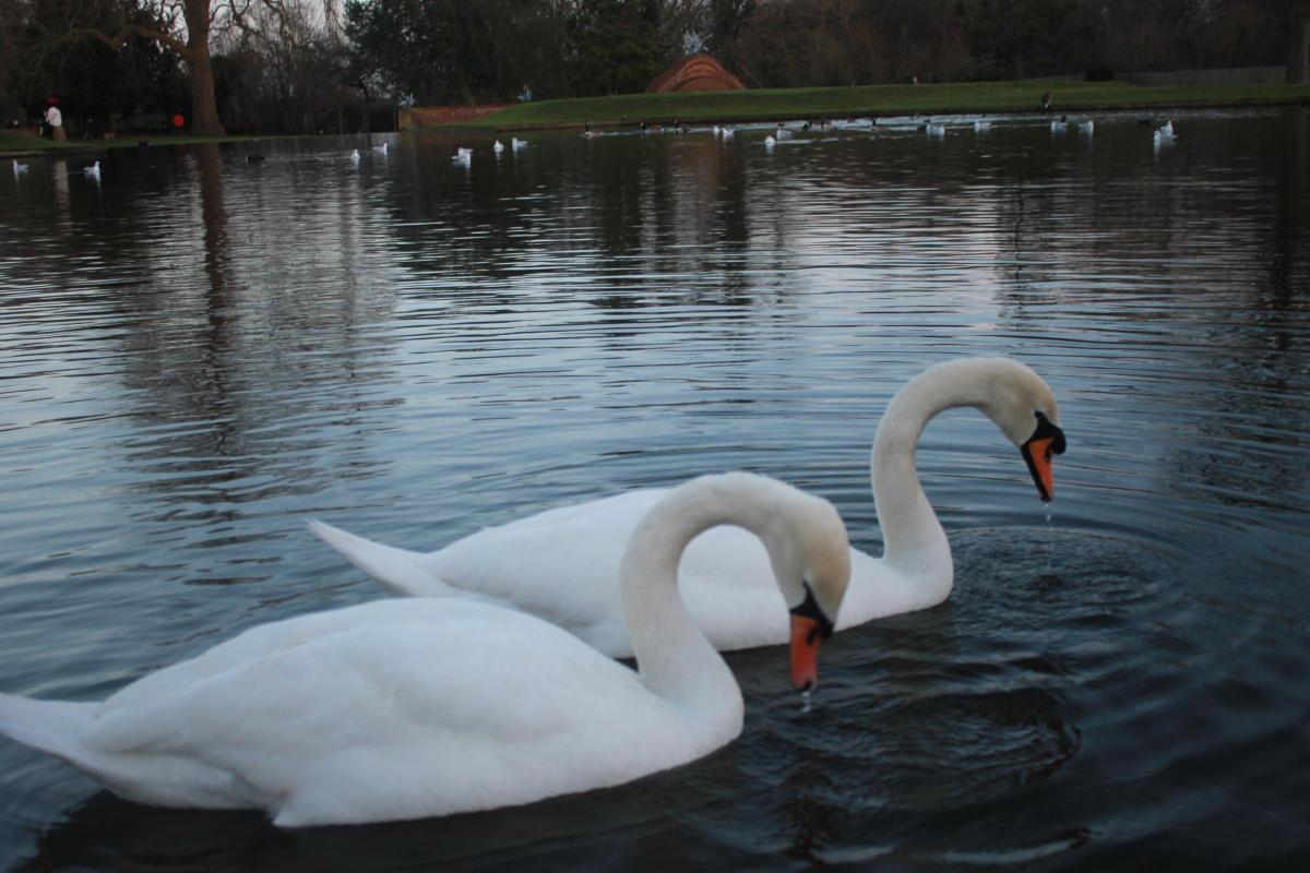 13-year-old Cassian Shooter took this photo of a pair of swans in Richmond after taking up photography.