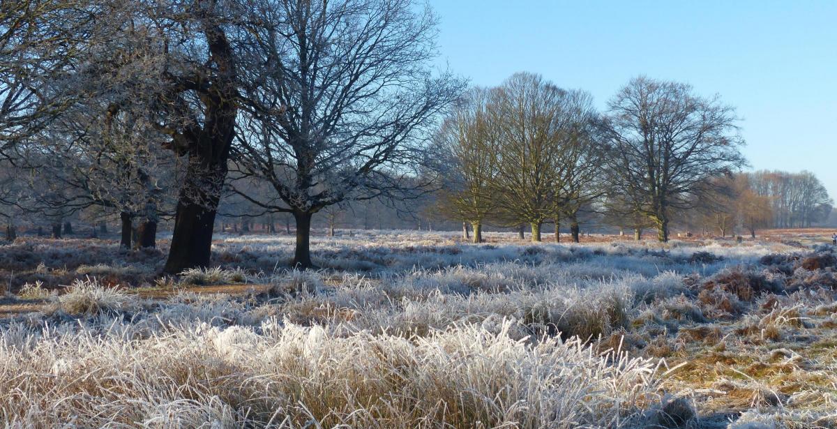 Mark Edwards sent in this photo of Richmond Park on a frosty morning.