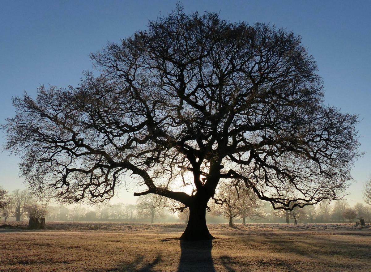 Mark Edwards sent in this photo of a large tree in Richmond Park.