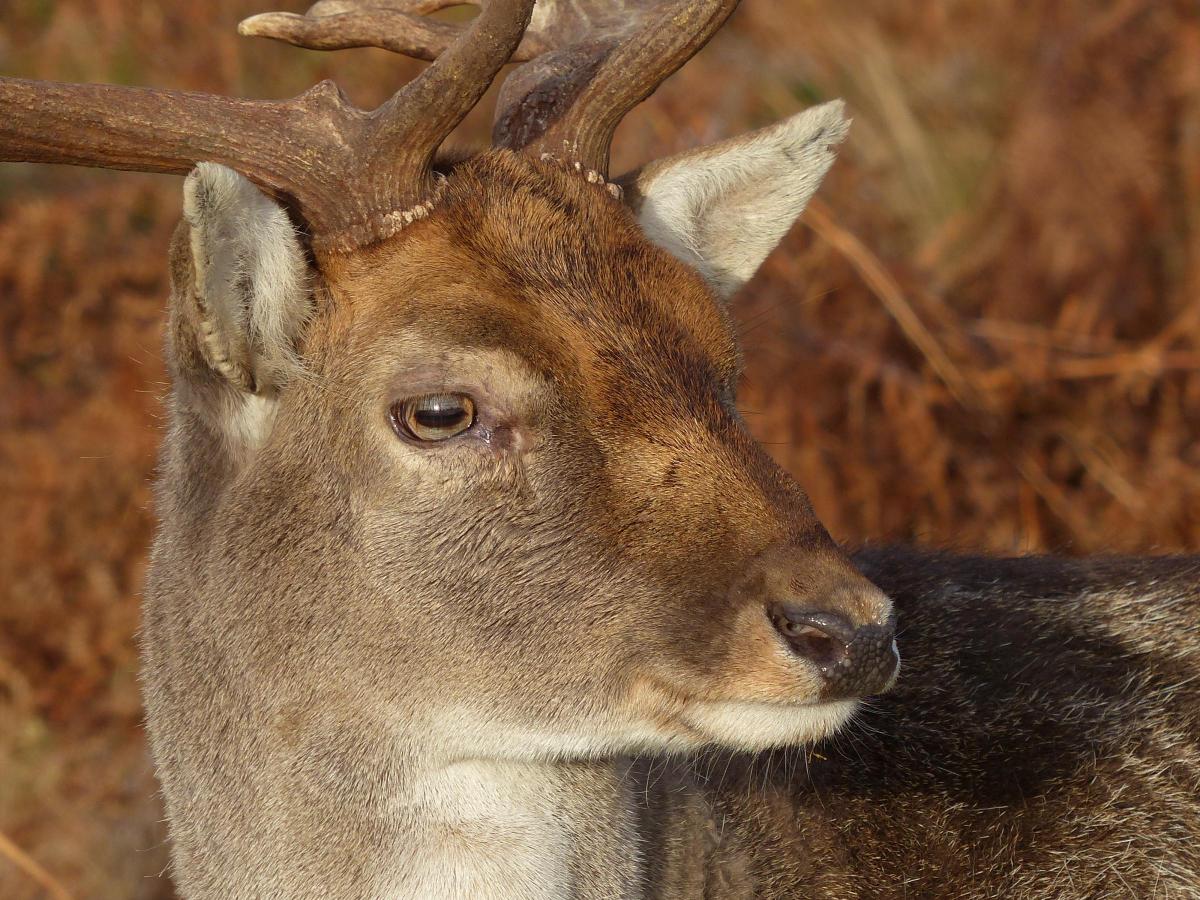 Mark Edwards sent in this close up of a deer in Richmond Park.