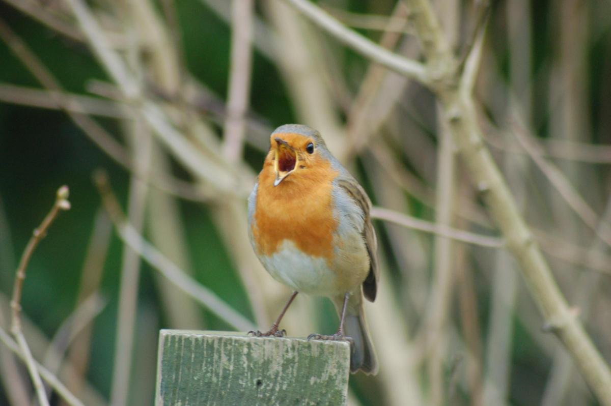Graeme Hardy sent in this photo of a perky little robin.