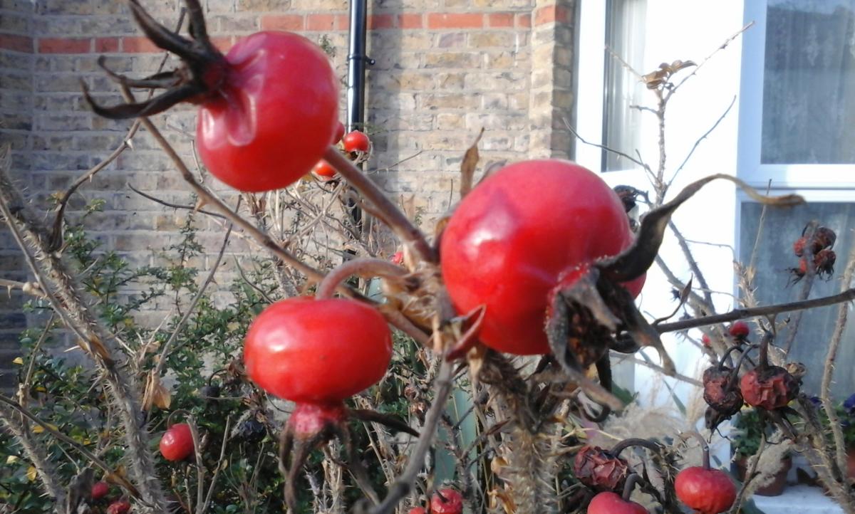 Sylvia Wills sent in this photo of winter fruits-rose hips in Kew.