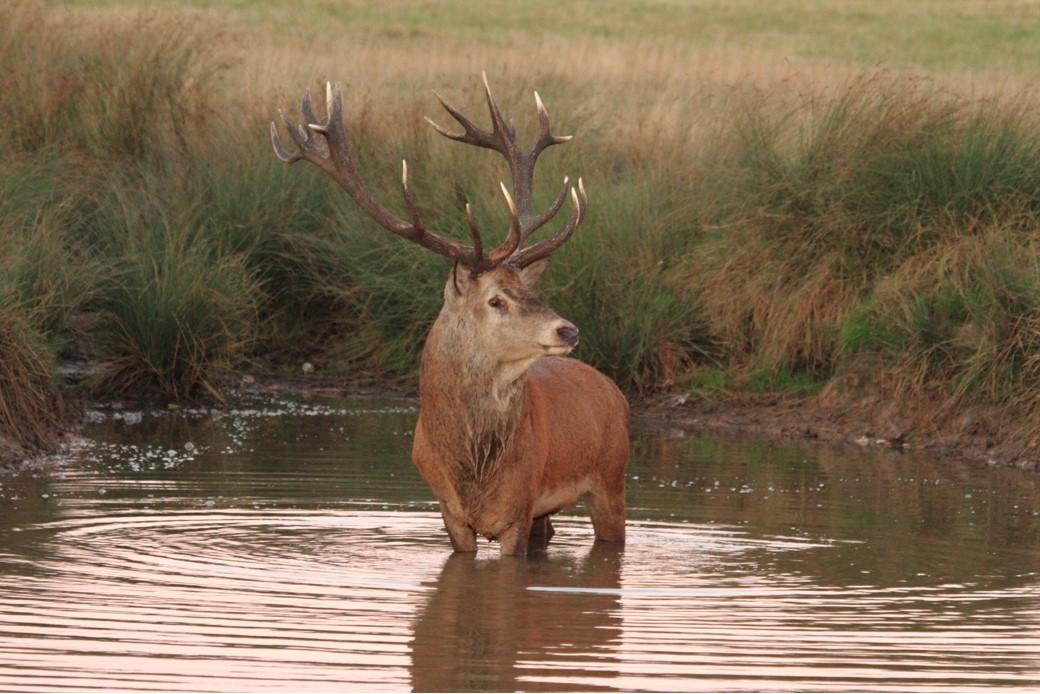 This red deer was snapped by Richard Harris in Richmond Park.