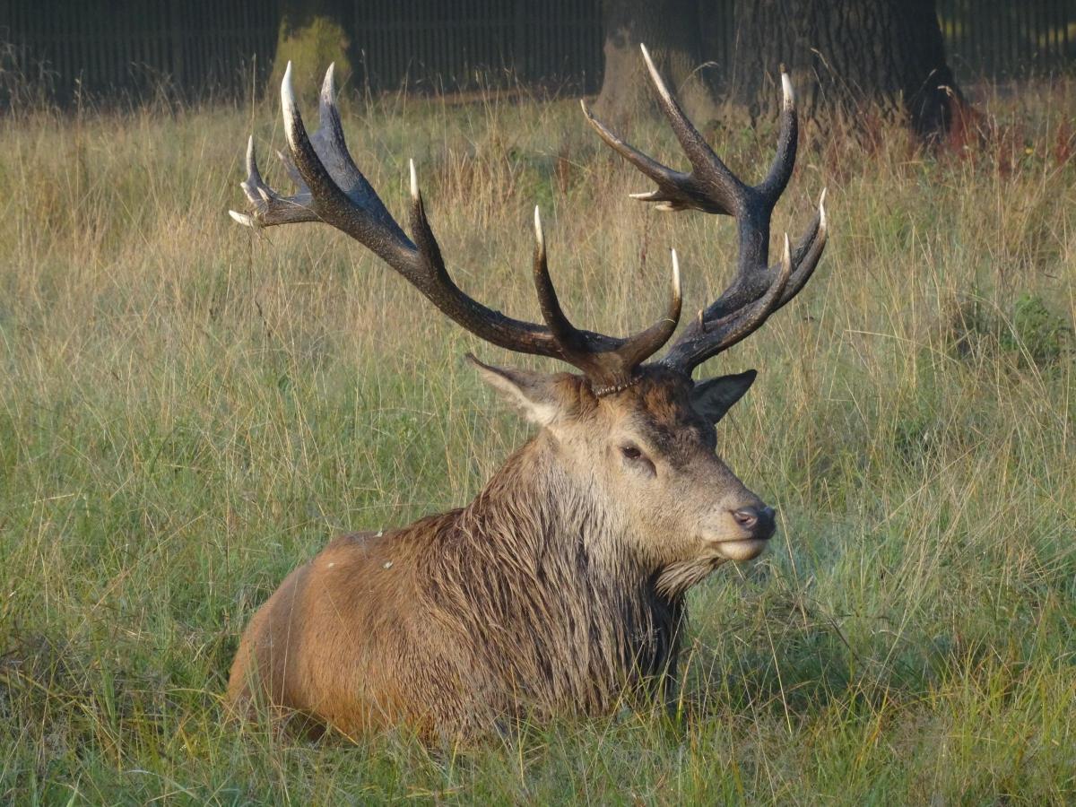 Mary Biver took this photo of a stag resting in Bushy Park.