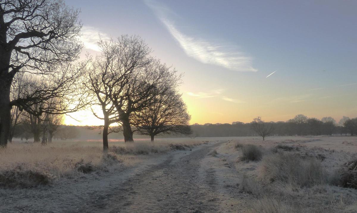Mark Edwards took this photo of Richmond Park on an icy walk at dawn.