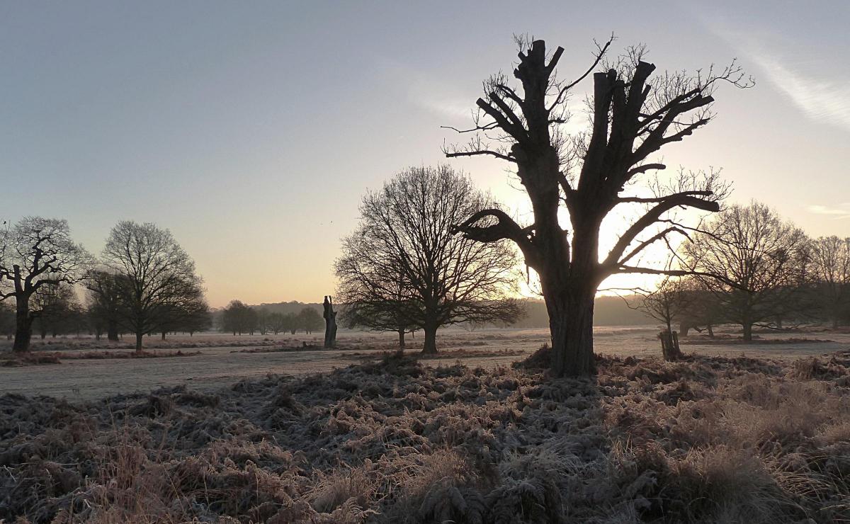 Mark Edwards took this photo of Richmond Park on an icy walk at dawn.