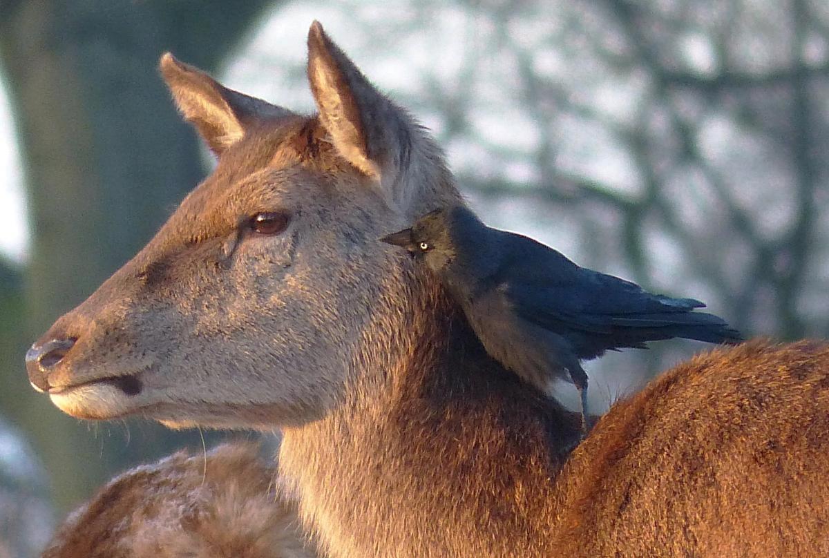 Mark Edwards spied this jackdaw giving some advice to a deer in Richmond Park.