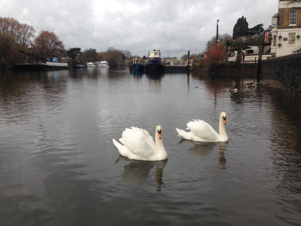 Seamus Joyce took this photo of a pair of swans in the river at Richmond.