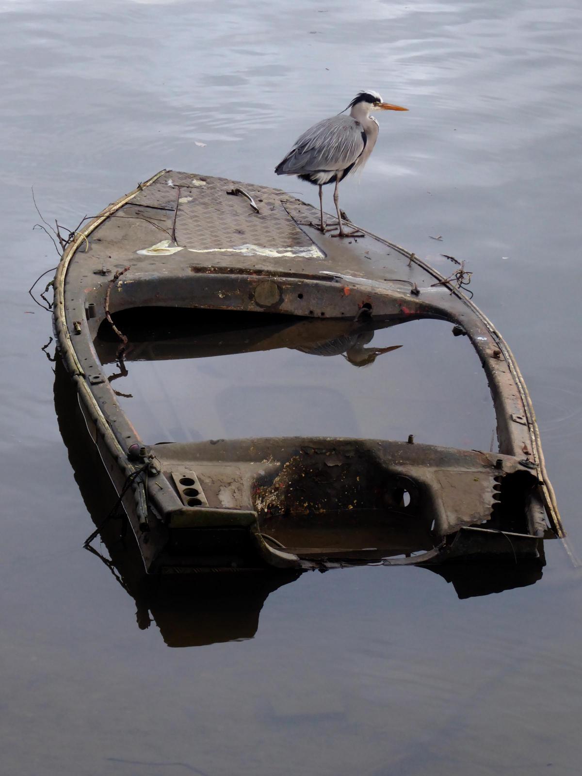 Verna Evans spotted this heron on board a half-sunken boat looking like he may just jump ship.
