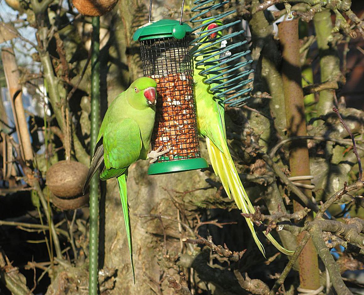 Jenny Bourne sent in this photo of a pair of parakeets eating from her birdfeeder.